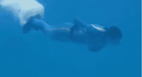海洋馆 海豚 潜水 表演