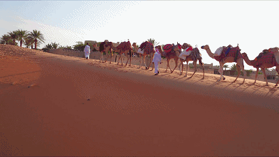 沙漠 一望无际 干旱 风景 骆驼
