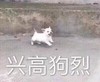 萌宠 汪星人 兴高采烈 蹦蹦跳跳 可爱 活泼