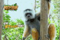 猴子 眼神 爬树 可爱