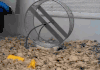 仓鼠 hamster 跑轮 萌 蹬