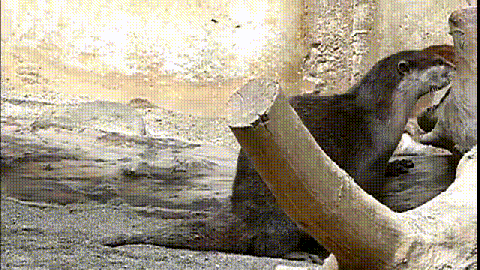 水獭 魔性 鬼畜 日空气 抽动 污 otter