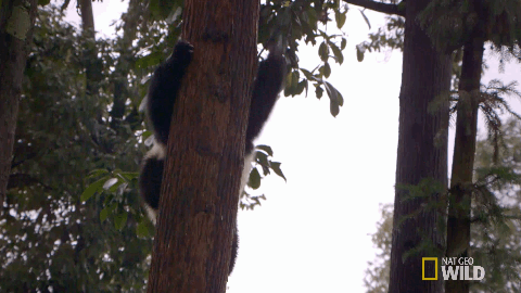 熊猫 爬树 可爱 萌萌哒