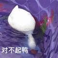 萌宠 鸭子 对不起鸭 对不起 搞怪
