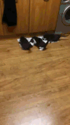 动物 小猫 可爱 呆萌 吃食