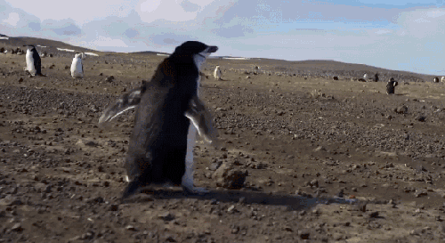 企鹅 地球脉动 纪录片 走 踉跄 磕绊