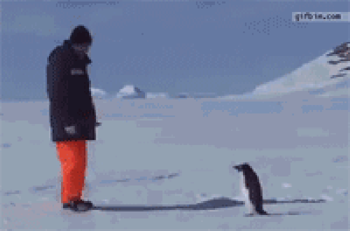 企鹅 惊吓 搞笑 动物