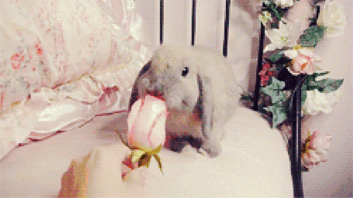 花朵 可爱 动物 兔子