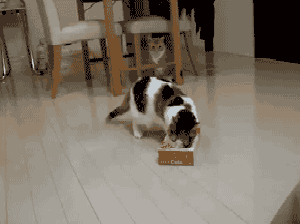 猫咪 纸盒 玩耍 转圈 地板 桌子