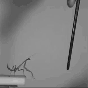 螳螂 跳跃 筷子 旋转