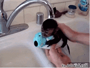 洗澡 萌 可爱 猴子