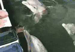 小猫 海豚 可爱 游泳