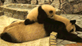 母亲 动物 熊猫 宝贝 动物 大熊猫幼崽 大熊猫