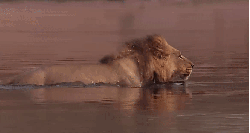动物 掠食动物战场 渡河 狮子 纪录片 雄狮