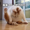 萌宠 猫星人 等等 我解一下腰带继续吃 吃货 搞怪 逗