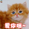 萌宠 猫 爱你哦 卖萌 撩 爱情 soogif soogif出品