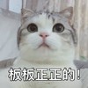 萌宠 喵星人 板板正正的 一本正经 呆萌 可爱