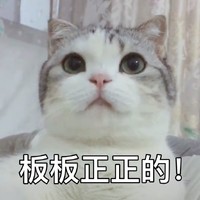 萌宠 喵星人 板板正正的 一本正经 呆萌 可爱