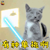萌宠 猫咪 猫 生气 有种 单挑啊 soogif soogif出品