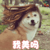狗 宠物 萌宠 我美吗 soogif soogif出品