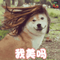 狗 宠物 萌宠 我美吗 soogif soogif出品