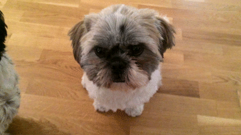 卡通 动漫 小狗 玩耍 搞笑