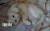 宠物 珊瑚 猫 摸摸 萌 gif