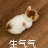 萌宠 猫星人 生气气 生气 呆萌 可爱