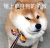 萌宠 汪星人 赌上单身狗的骄傲 倔强 搞怪 逗