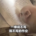 猪 一堆说不写 就不写的作业 看书