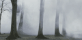 森林 大雾 迷茫 可怕