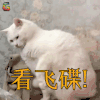 萌宠 看飞碟 猫 喵星人 soogif soogif出品