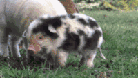 猪 pig 草地 抖毛