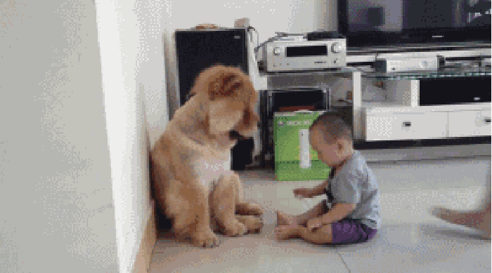 狗狗 小孩 抚摸 有爱