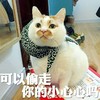 猫咪 白毛 可爱可以偷走 你的小心心吗
