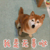 柴犬 狗狗 我是无辜哒 就是他 soogif