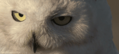 猫头鹰 闭嘴 转头 大眼睛 白色 Owl