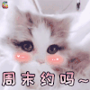 萌宠 猫咪 猫 周末 约吗 撩 soogif soogif出品