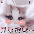 萌宠 猫咪 猫 周末 约吗 撩 soogif soogif出品