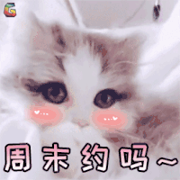 萌宠 猫咪 猫 周末 约吗 撩 soogif soogif出品