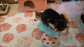 小狗 汪星人 猫咪 喵星人 搞笑