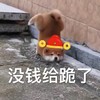 萌宠 汪星人 没钱给跪了 恭喜发财 呆萌 可爱