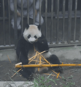大熊猫 国宝 好好玩 可爱