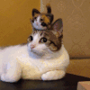 喵星人 猫咪 可爱 萌宠