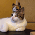 喵星人 猫咪 可爱 萌宠