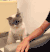 小猫 乖巧 抚摸 萌萌哒