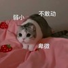 萌宠 猫星人 弱小 卑微 呆萌 可爱