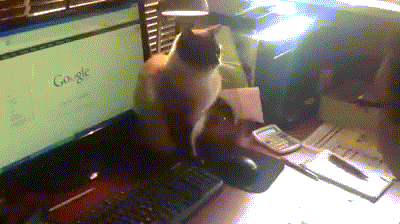 老鼠 电脑 鼠标 打