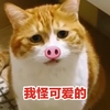 萌宠 猫星人 我怪可爱的 呆萌 蠢萌