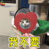 我不要 拒绝 猫 萌宠 soogif soogif出品